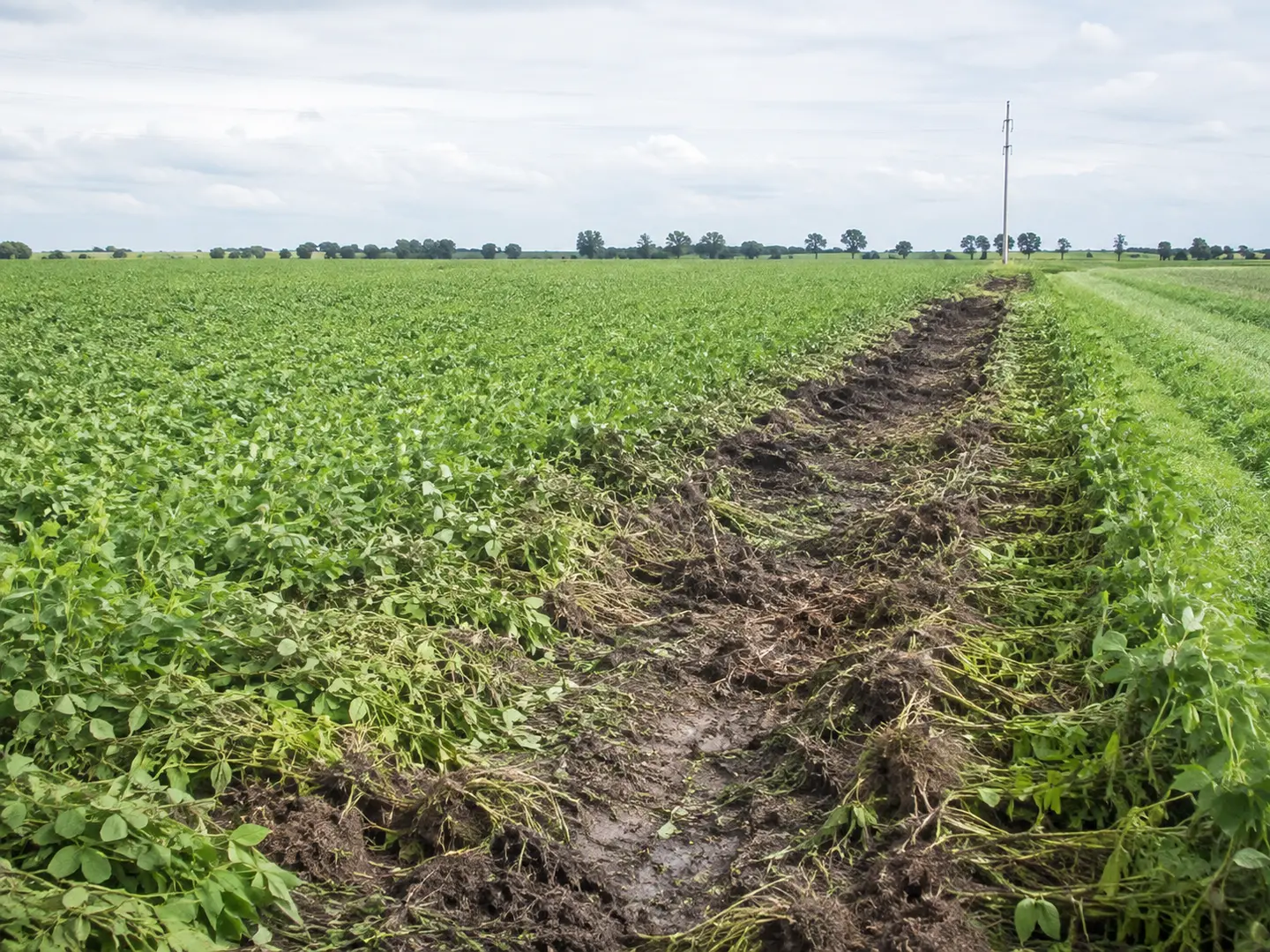 Pas uszkodzonych upraw po pracach związanych z infrastrukturą przesyłową